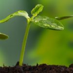 Diocese institui comissão para defesa do meio ambiente